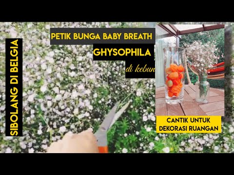 Memanen dan cara perawatan bunga Baby Breath/ Ghysophila di kebun belakang rumah | SiBolangdiBelgia