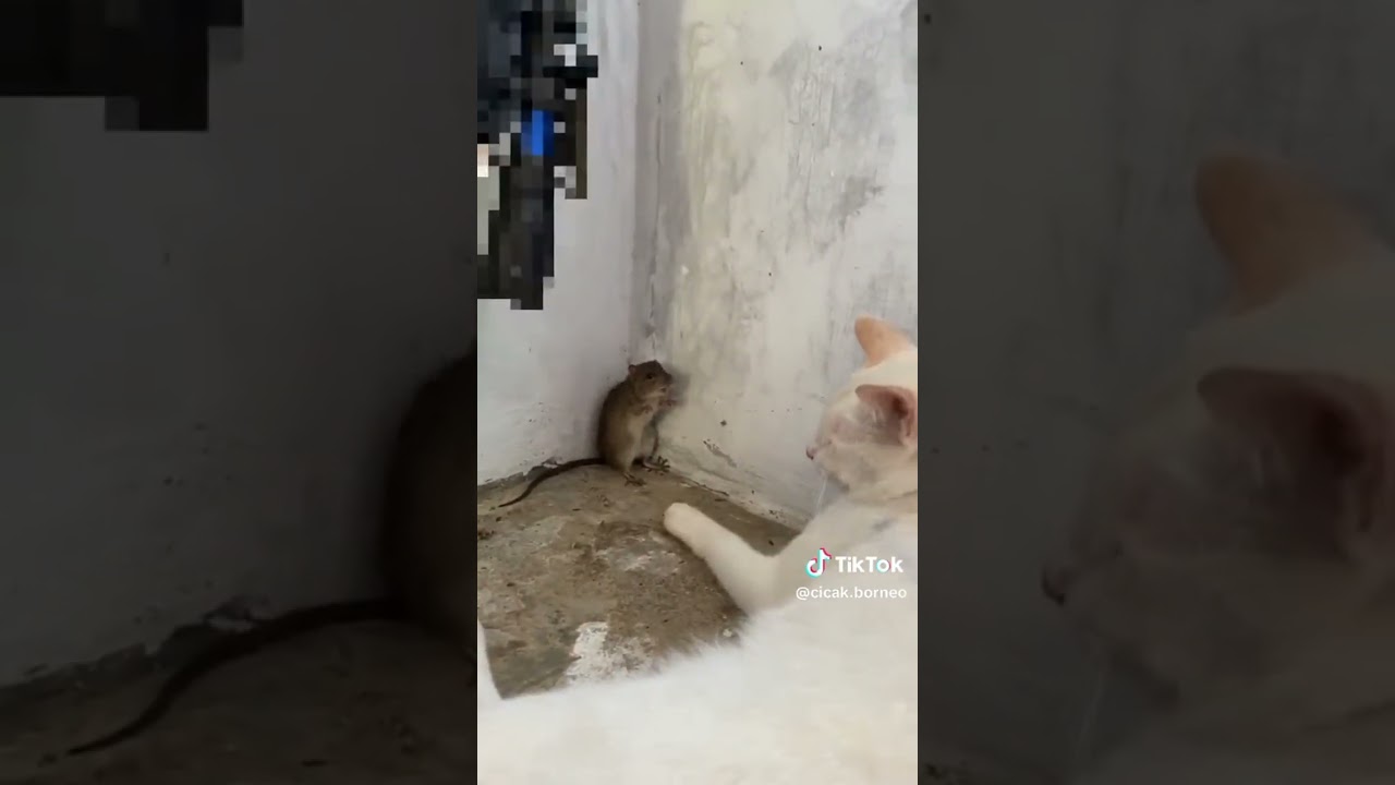 KUMPULAN KUCING VS TIKUS ! THE REAL TOM N JERRY ! NGAKAK BARENG TAKUT DOSA 