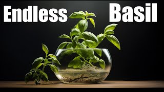 Propagating Basil - Growing INFINITE Supply Forever (Time-Lapse)