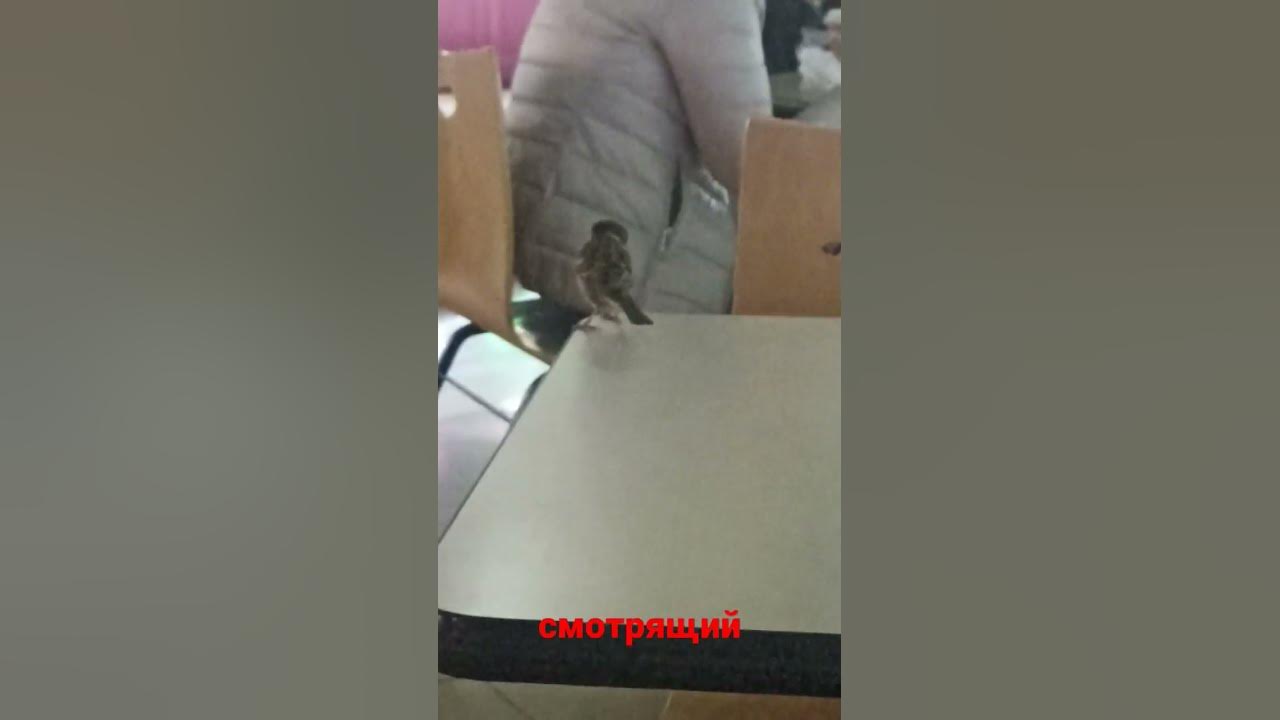 смотрящий 2 - YouTube