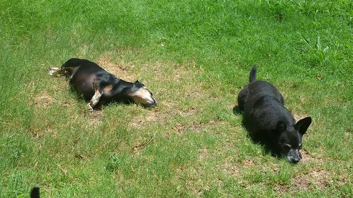 Roscoe & Cody Sunbathing