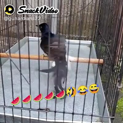 Burung murai super hebat bisa joget