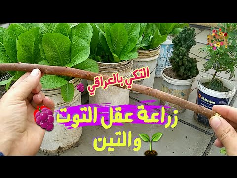 فيديو: ما هو نبات Nannyberry: نصائح لزراعة شجيرات Nannyberry Viburnum