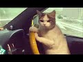 Funny Cats, Dogs Videos 2024 😅 Best Funniest Animal Videos Of The week