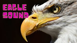 Eagle screech sound | Eagle sound to scare birds