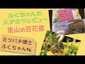 ふくちゃんのハチミツレビュー(12)〜国産里山の百花蜜〜