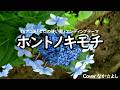 ホントノキモチ/釘宮理恵【うたスキ動画】