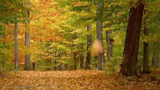 Relax Music for Sleeping, Calm Music, Insomnia, Deep Sleep Music, Spa, Yoga, Study, Relax, Sleep screenshot 1