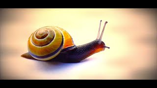 Download Lagu DYKUMA   \ MP3