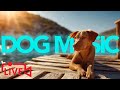 🔴[LIVE] Relaxing Calm Music for Dogs 24/7