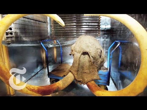 Bringing Back the Dead: Should We Resurrect Extinct Species? | The New York Times