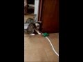 Котенок Сонечка играет с мышкой / Kitten playing with toy