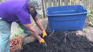 Sweet Potato Harvest Part 2 2023