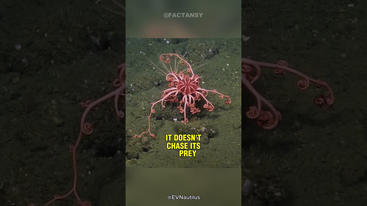 Basket Star🐙 | This Deep Sea Creature Has No Brain!
