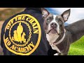 I Sent My Dog To School! | American Bully XXL Training