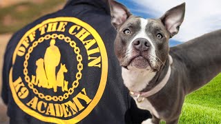 I Sent My Dog To School! | American Bully XXL Training