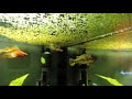 The pea puffer family eating corethra larvae and bloodworms