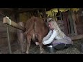 Milking Nuala - my little red cow