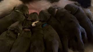 Two week old Newfoundlands