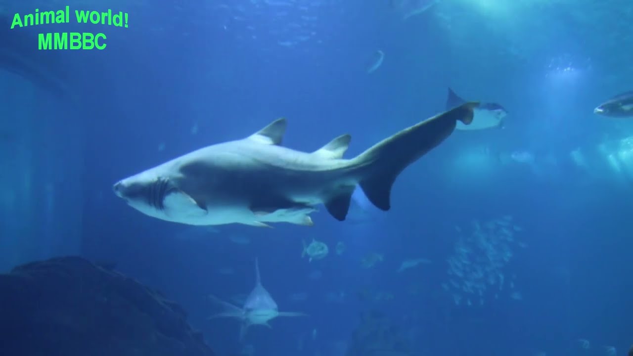 Акулы и море,Sharks and the sea, predator,хищник