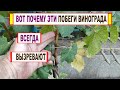 🍇 Простой ПРИЕМ для ВЫЗРЕВАНИЯ ЛОЗЫ ВИНОГРАДА и получения ПОВЫШЕННОГО УРОЖАЯ. Жадным не смотреть)))