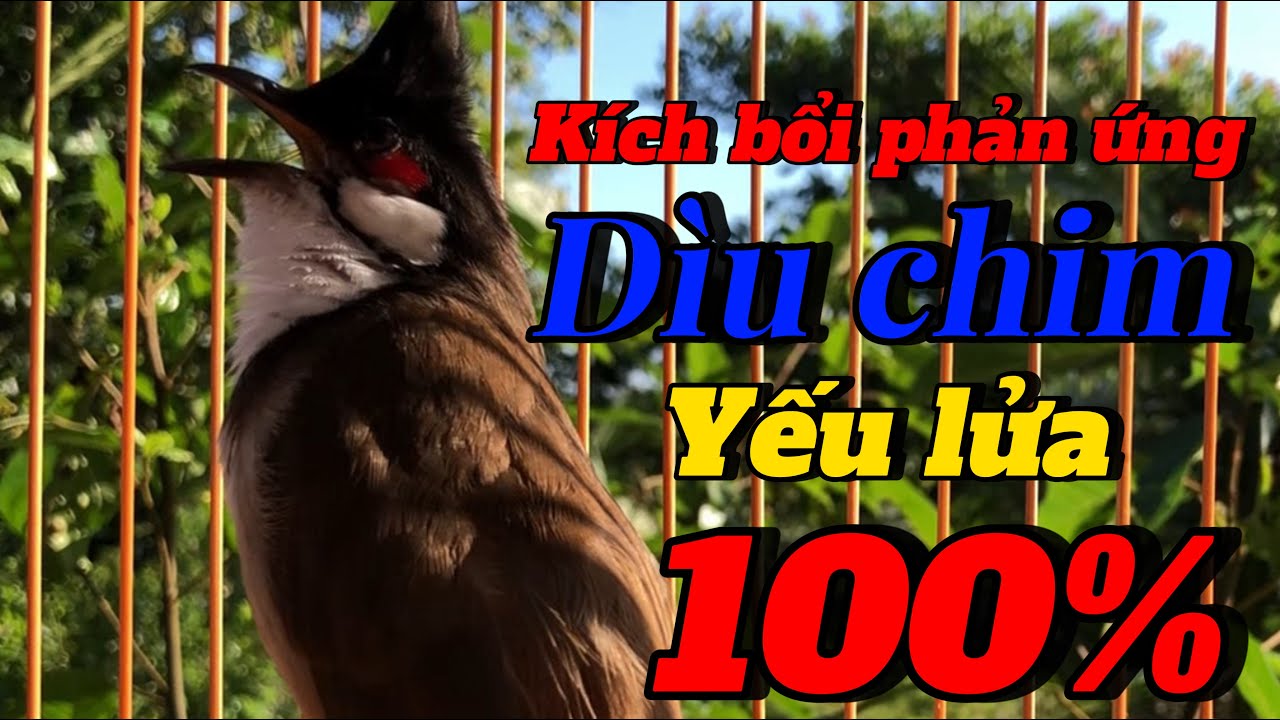 chào mào hót kích bổi | kích bổi căng lửa | không đè bổi