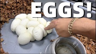 MC BTS And Weekly Recap! Alot Of Really Amazing Ball Pythons Were Born!
