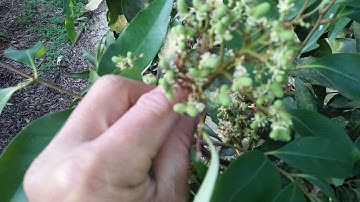 Tại sao khoanh rộng và khoanh lại giúp cây vải sai quả và ít rụng sinh lí.