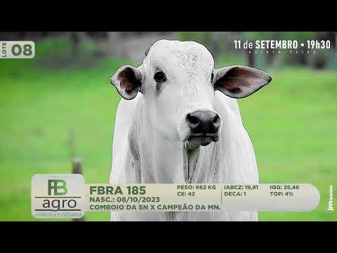 LOTE 08   FBRA 185