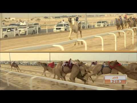 الشوط الثاني من ختام سباق الهجن على سيف سمو أمير البلاد المفدى