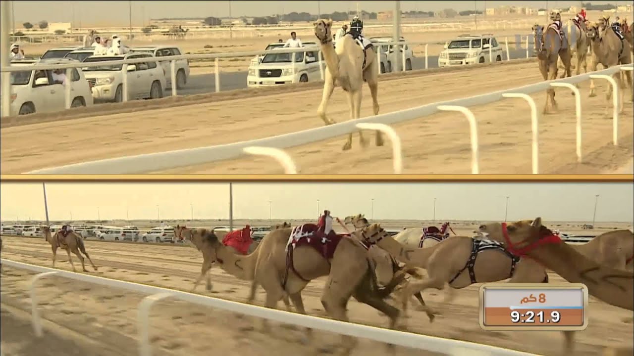 الشوط الثاني من ختام سباق الهجن على سيف سمو أمير البلاد المفدى