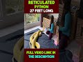 Reticulated Python #facts #shorts #python