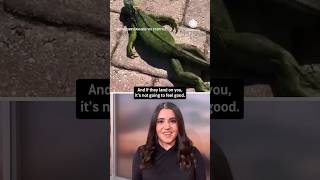Iguanas Fall From Trees During Florida Cold Snap AccuWeather