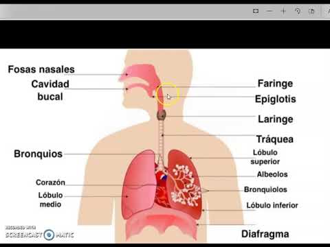 Cual es la funcion del aparato respiratorio