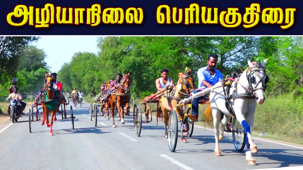 2புதுக்கோட்டை மா அழியநிலை பெரியகுதிரை பந்தயம் 11,05,2025