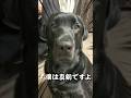 ラブラドールレトリバーが真剣な時は大抵･･･ #黒ラブ #大型犬 #犬のいる暮らし