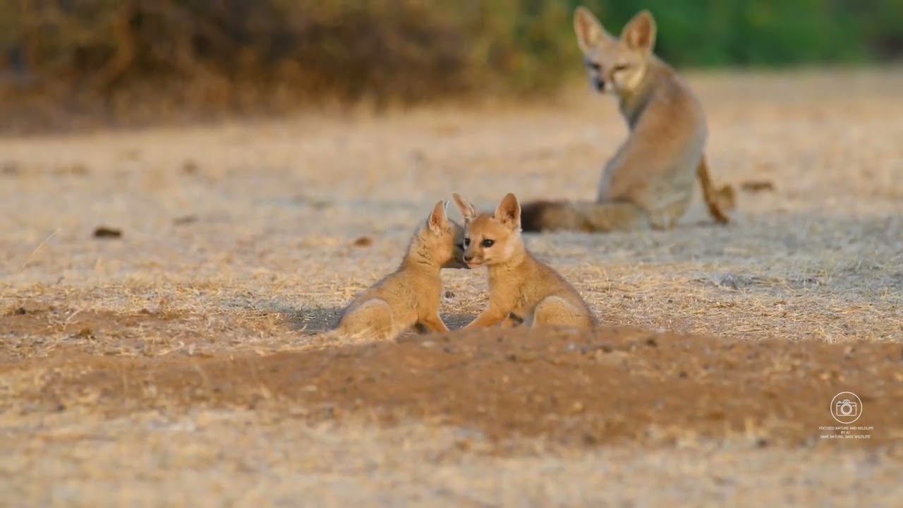 Incredible Bengal Fox Family Encounter 