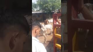 gausala tour lakshy lsi