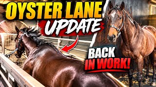 Oyster Lane Is Back! 🐎 Racehorse Treadmill Training & Update