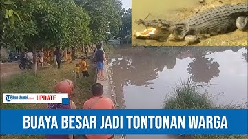 Warga Ramai-ramai Tonton Kemunculan Buaya Besar di Kolong Kepuh Pangkal Pinang