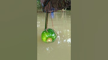 Amazing Fishing Video, 2025 With Unique Papaya & polo fish traps(part)2#fish_traps