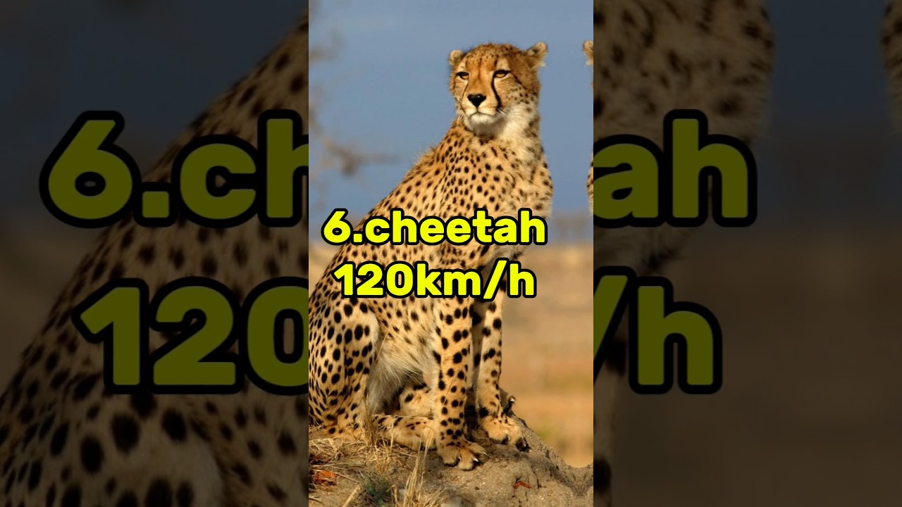 top 10 most fastest animals in the world 