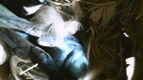 Male Tree Swallow Bringing a Feather