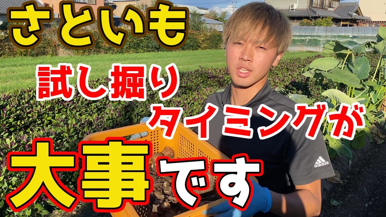 Satoimo] I tried digging them up and got a lot [Home garden] - YouTube