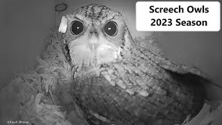 Screech Owl 2023 Nesting Season Begins!