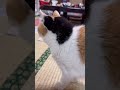 【三毛猫】ぽてぽて歩きと小さな鳴き声