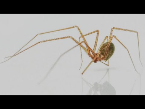 #prey predator relationship# spider feeds on moth# - YouTube