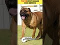 Top 10 Best Guard Dog Breeds 🐕‍🦺💪 (Part 1: #10–#6)