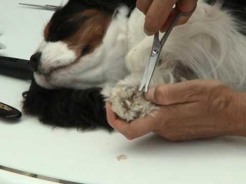 Video: Cavalier King Charles Spaniel Dog Giống Không Gây Dị ứng, Sức Khỏe Và Tuổi Thọ