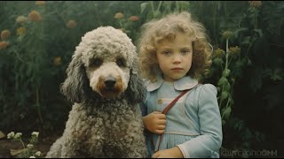 Poodle Fun Facts Surprising Insights into the Breed by Poodle USA 177 views 3 weeks ago 4 minutes, 3 seconds